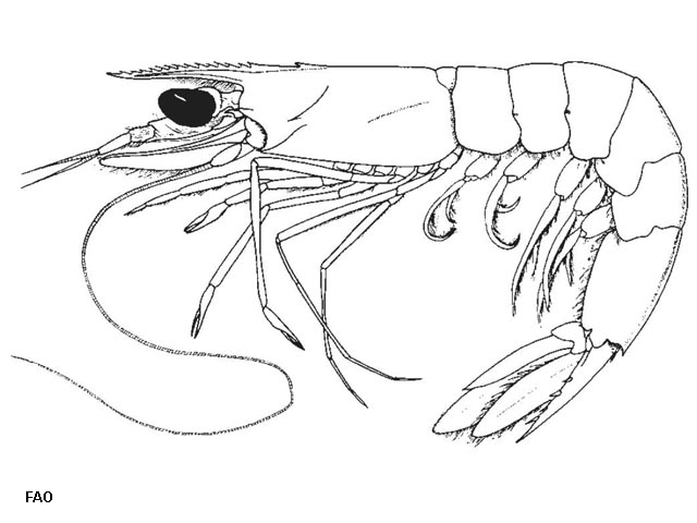 Penaeopsis rectacuta