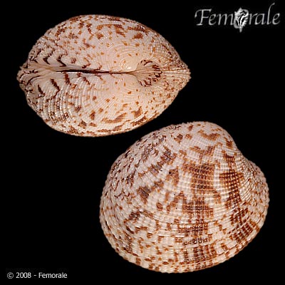 Periglypta reticulata