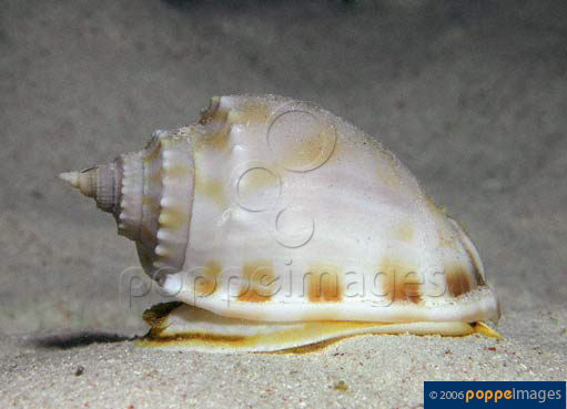 Phalium bandatum