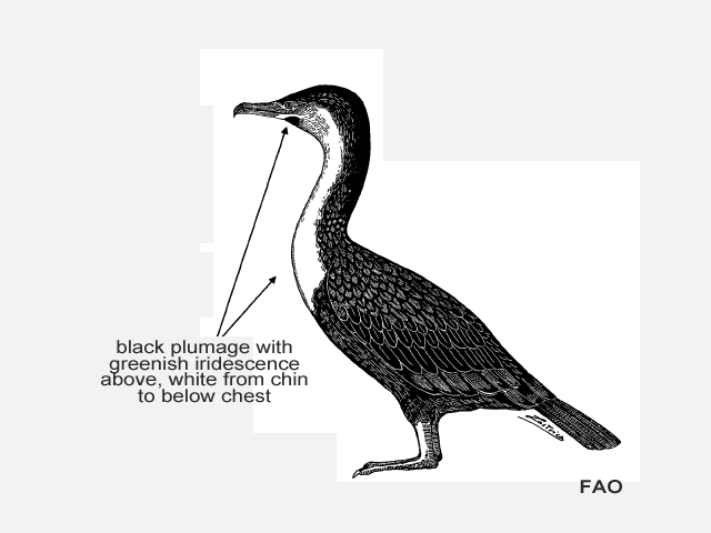 Phcar_u0.gif