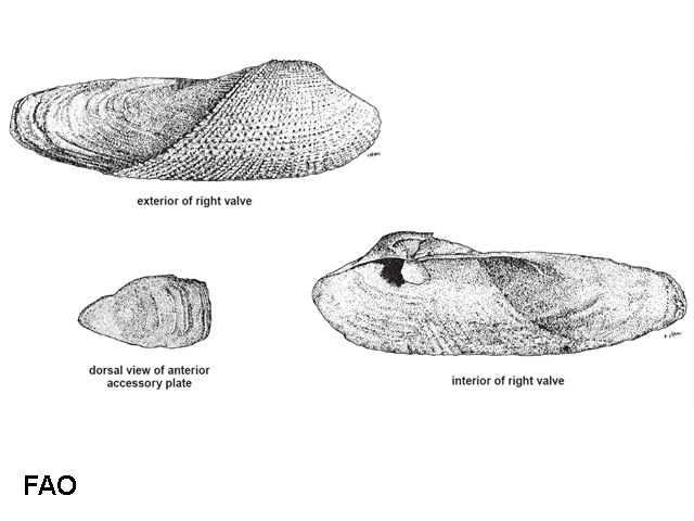 Pholas orientalis