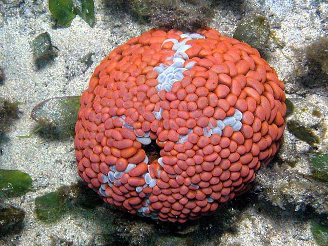 Phlyctenactis tuberculosa