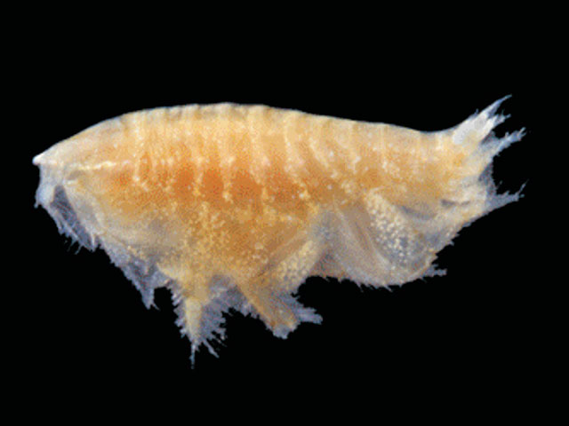 Phoxocephalopsis zimmeri