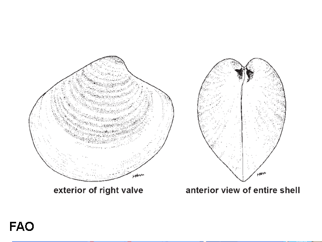 Pitar pellucidus