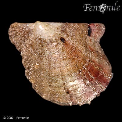 Pinctada radiata