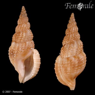 Piviv_u0.jpg