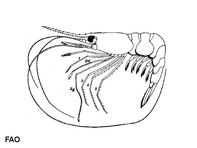 Plesionika antigai