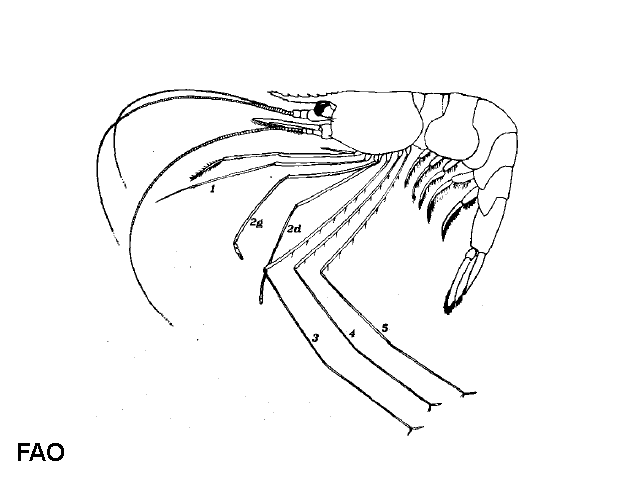 Plesionika gigliolii