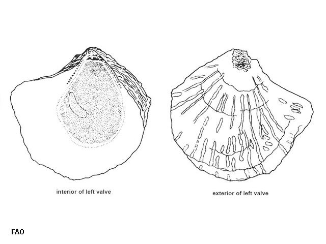 Planostrea pestigris