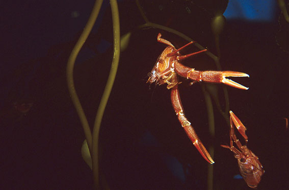 Grimothea planipes