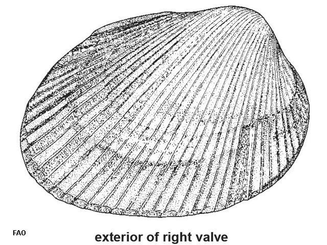 Plagiocardium pseudolatum