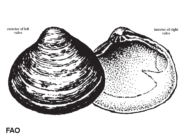 Polymesoda caroliniana