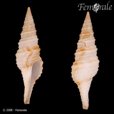Polystira florencae