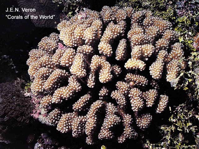 Pocillopora meandrina