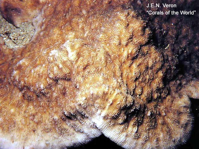 Podabacia motuporensis