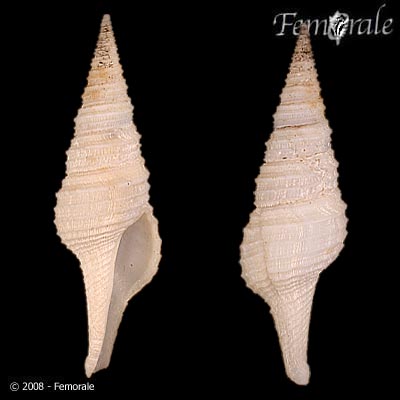 Polystira vibex