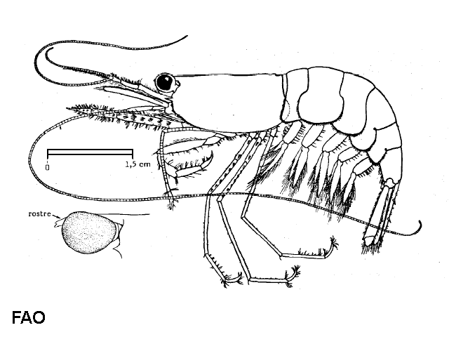 Processa canaliculata