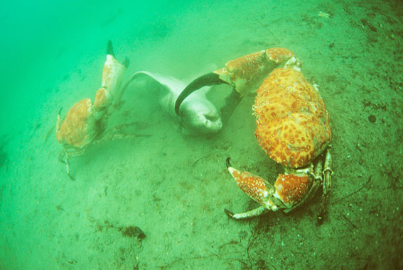 Pseudocarcinus gigas