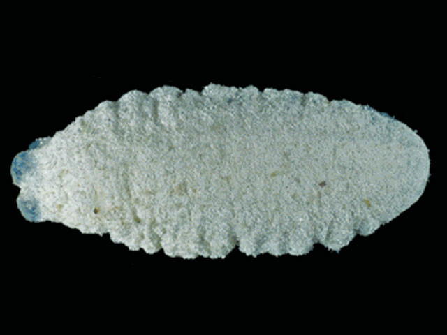 Pseudostichopus mollis