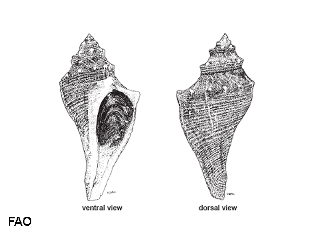 Brunneifusus ternatanus