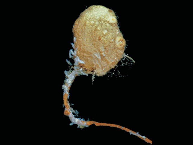 Pyura bouvetensis