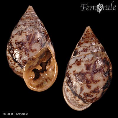 Pythia scarabaeus