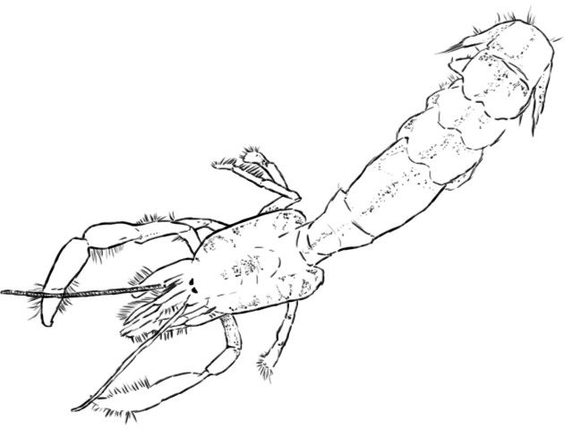 Rayllianassa amboinensis