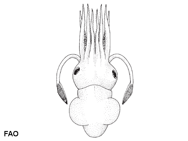 Rossia tortugaensis