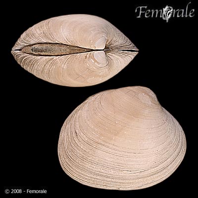 Saxidomus gigantea