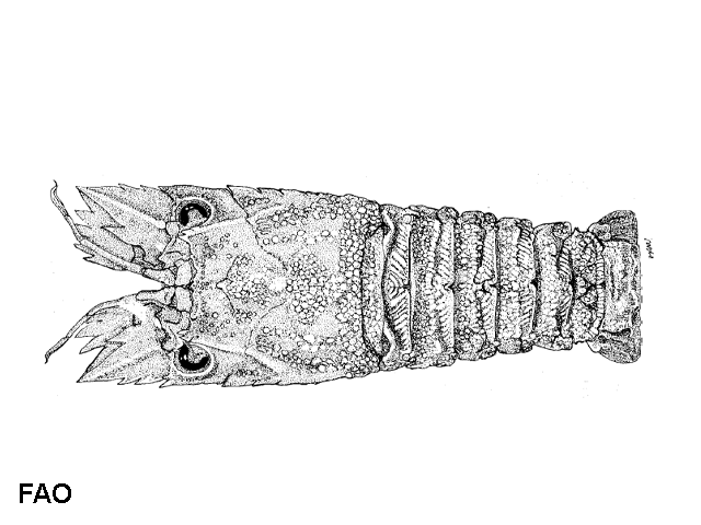 Remiarctus bertholdii