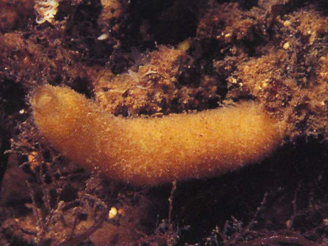 Scypha ciliata
