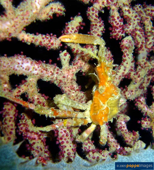 Schizophrys dama