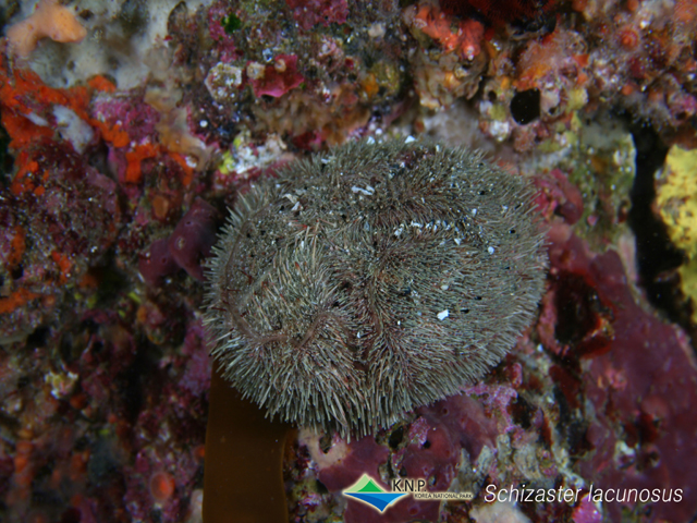 Schizaster lacunosus