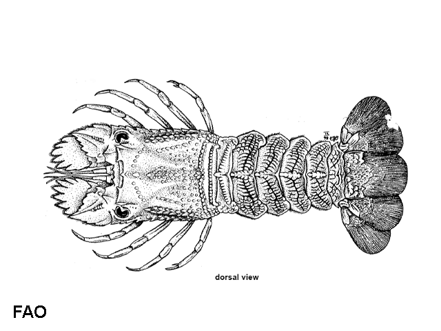 Scyllarus pygmaeus