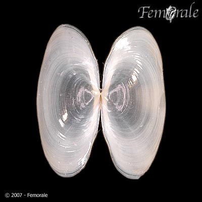 Scintilla timorensis