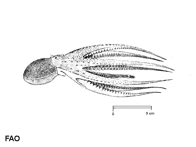 Scaeurgus unicirrhus