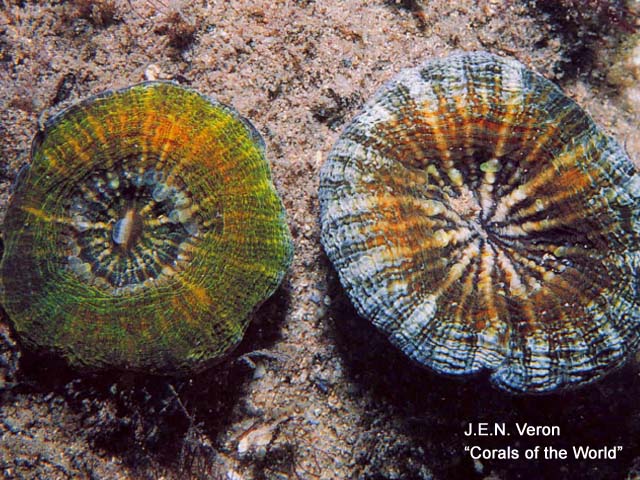 Lobophyllia vitiensis