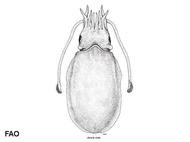 Aurosepina arabica