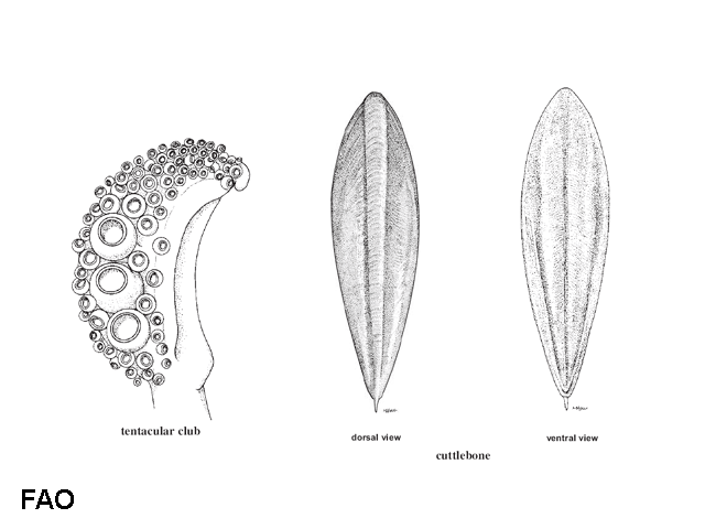 Sepia australis