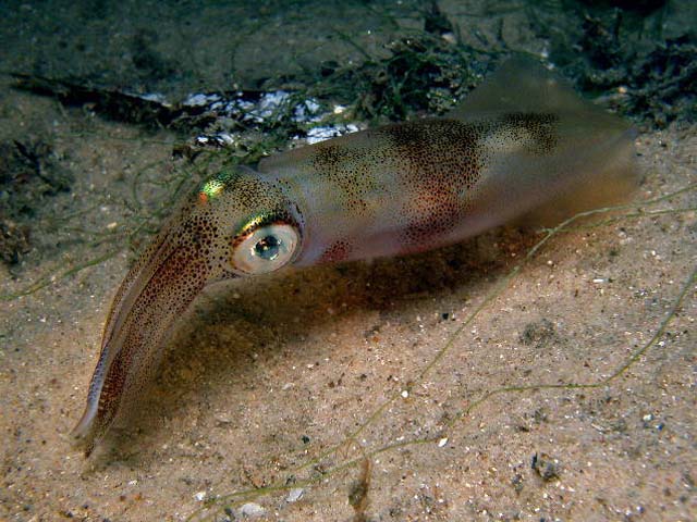 Sepioteuthis australis