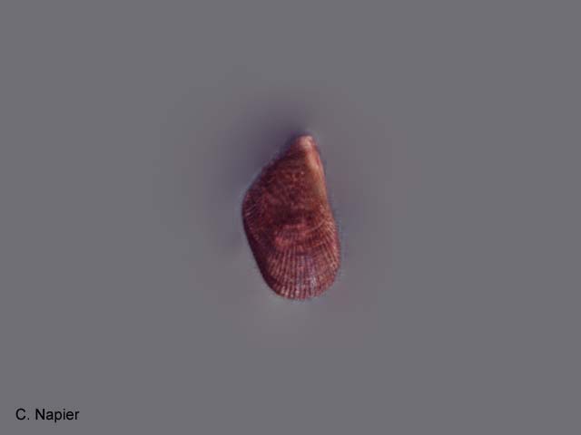 Septifer bilocularis