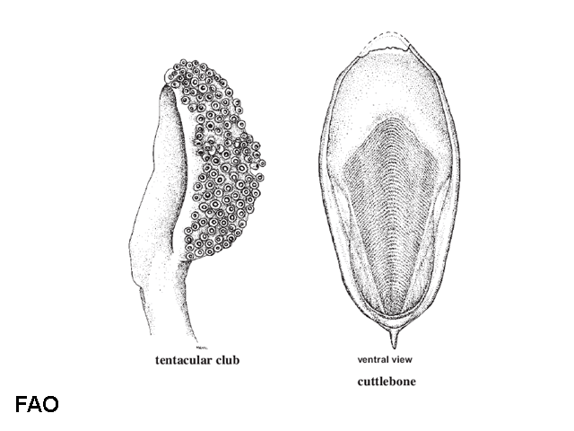 Sepia brevimana