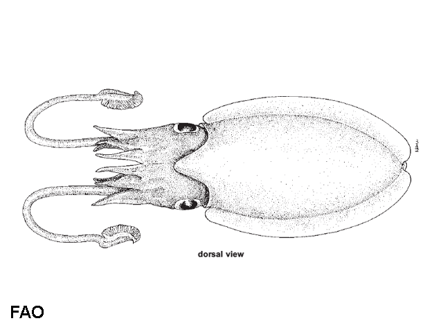 Rhombosepion elegans