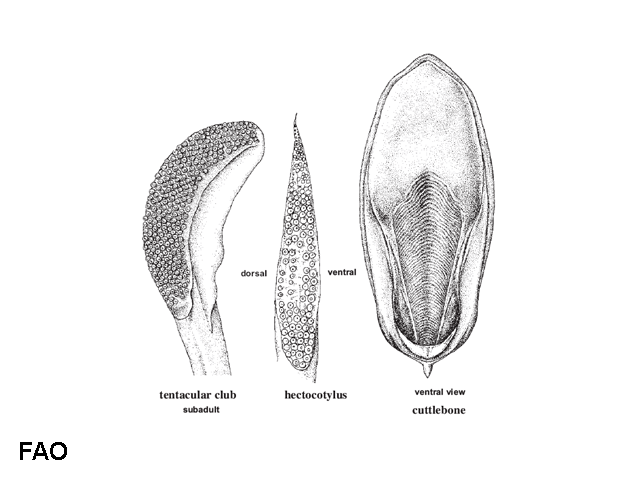 Sepia elliptica