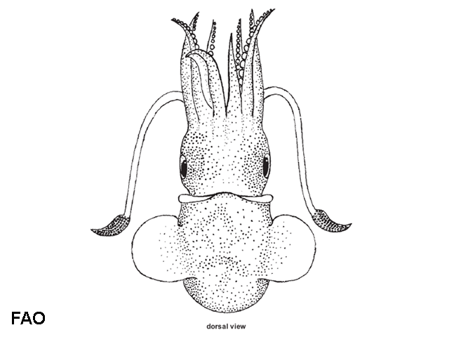 Semirossia equalis