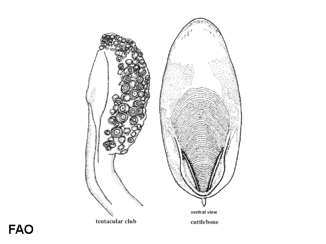 Sepia grahami