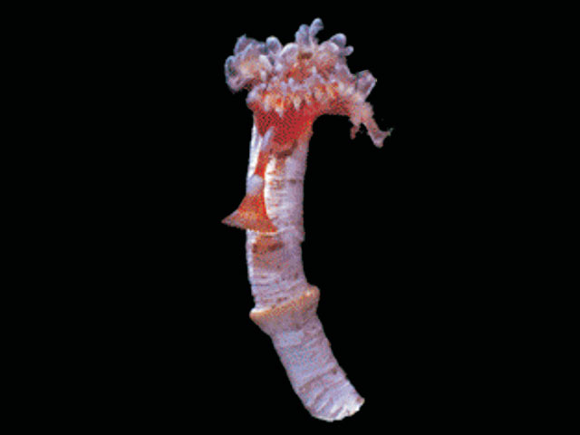 Serpula narconensis
