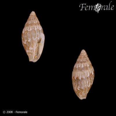 Seminella virginea