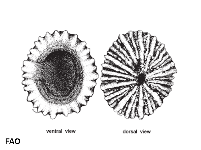 Siphonaria javanica