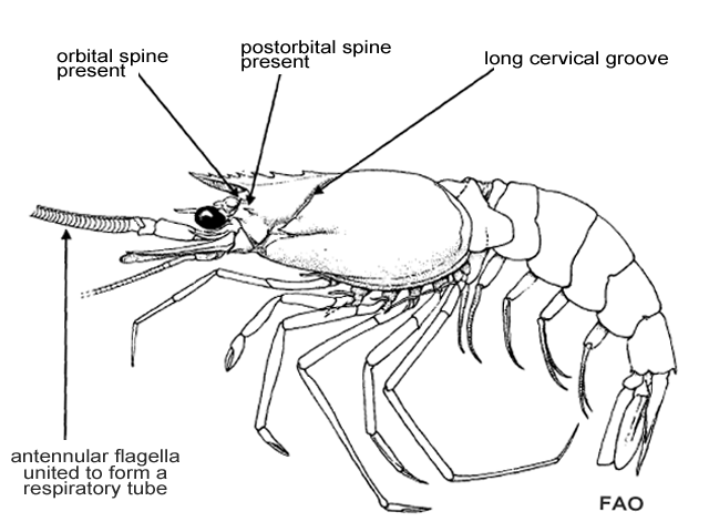 Solenocera africana